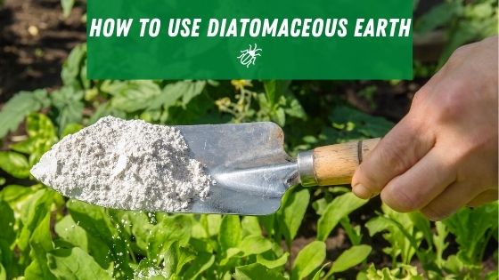 Image showcasing Diatomaceous Earth vs. Boric Acid Roaches: Which is Better?