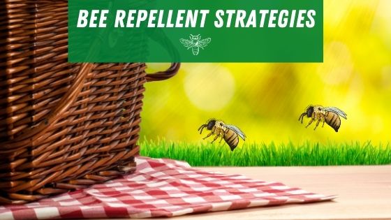 Does Citronella Repel Bees? Should You Use The Plant or Oil Form?