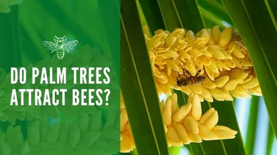 do palm trees attract bees