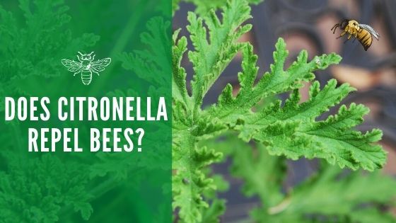 Does citronella repel bees