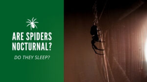 Are spiders nocturnal