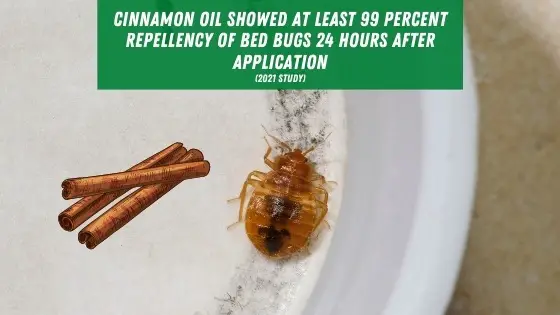 does peppermint oil repel bed bugs