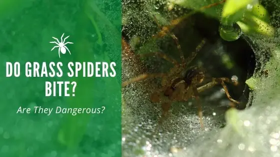 Do grass spiders bite