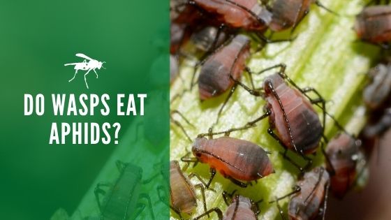 do wasps eat aphids