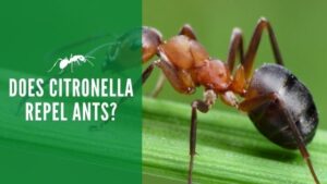 Does citronella repel ants