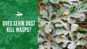 Does sevin dust kill wasps