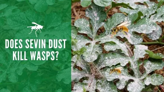 Does Sevin Dust Kill Wasps Learn How To Use This Dust Effectively