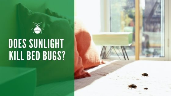 does keeping mattress in sun kill bed bugs