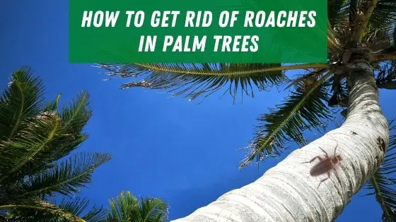 How to get rid of roaches in palm trees'