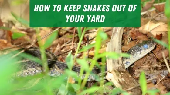 How to keep snakes out of your yard