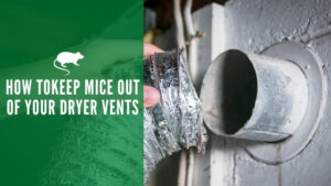 Keep mice out of dryer vent