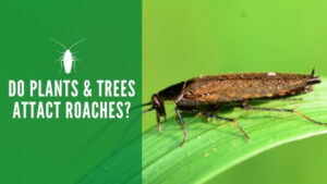 Do plants and trees attract roaches