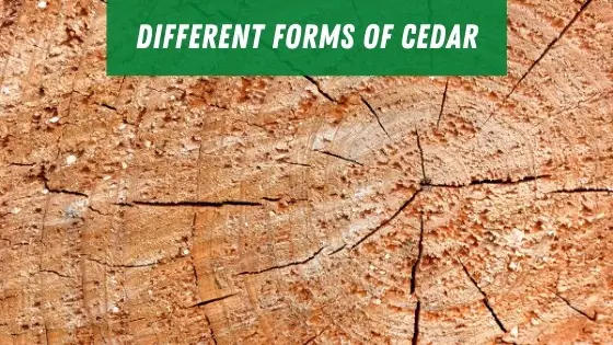 Different forms of cedar