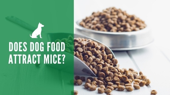 Does dog food attract mice