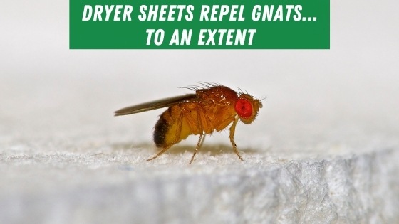 Dryer sheets repel gnats