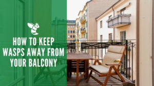 How to keep wasps away from your balcony