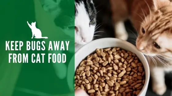 Keep bugs out of cat food