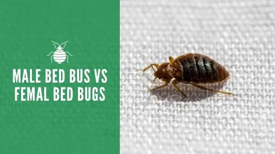 Male bed bugs vs female bed bugs