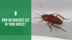How Do Roaches Get in Your House