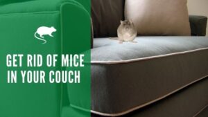 How to Get Rid of Mice in Your Couch