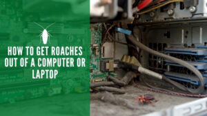 How to Get Roaches Out of a Computer or Laptop