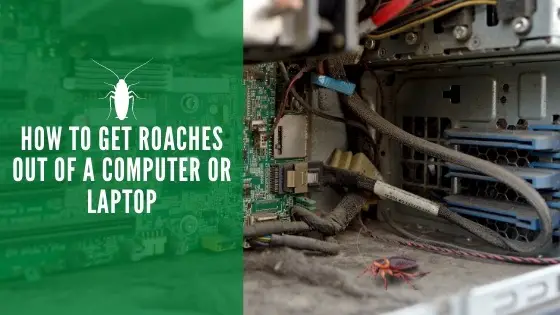 How to Get Roaches Out of a Computer or Laptop