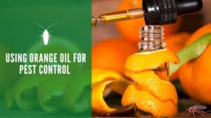 Orange Oil for Pest Control