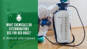 What Chemicals Do Exterminators Use for Bed Bugs