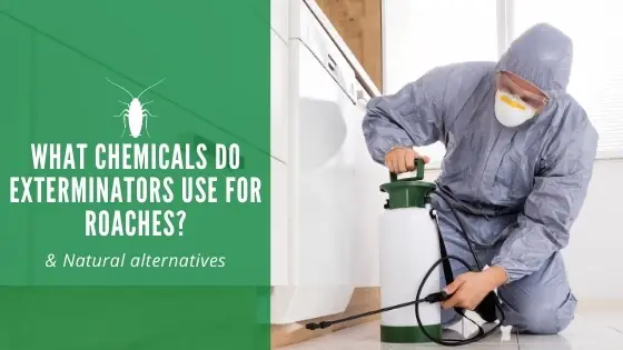 What Chemicals Do Exterminators Use for Roaches