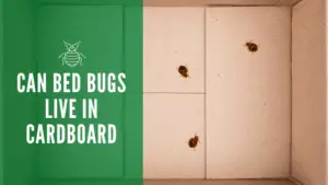 Can bed bugs live in carboard