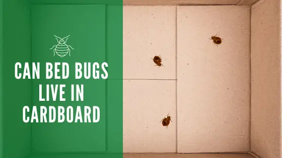 can bed bugs live on mattress spring