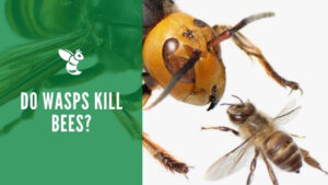 Do wasps kill bees