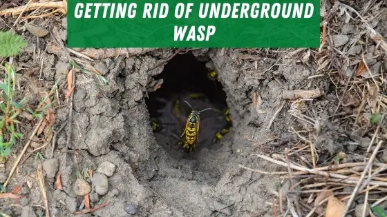 Getting rid of underground wasps