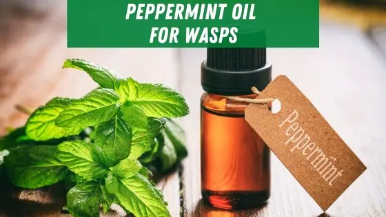 peppermint oil for wasps