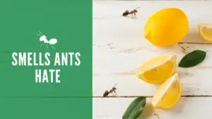 Smells ants hate