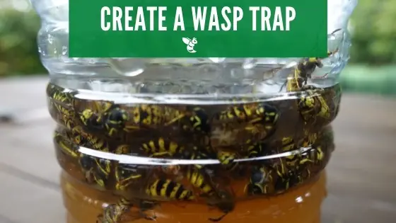 wasp traps