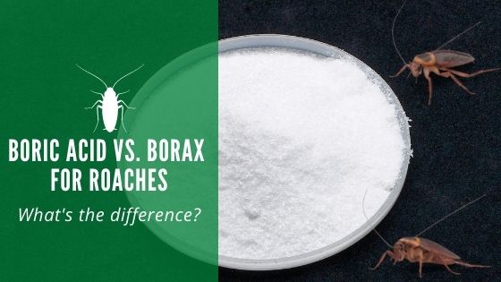 Boric Acid vs. Borax for Roaches