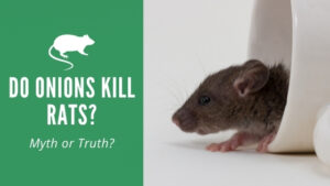 Do Onions Kill Rats?