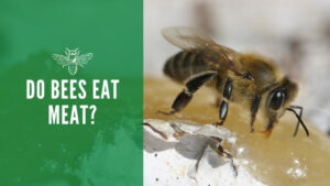 Do bees eat meat