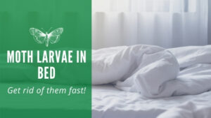 Moth Larvae in Bed