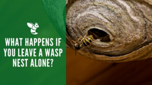 What Happens If You Leave a Wasp Nest Alone