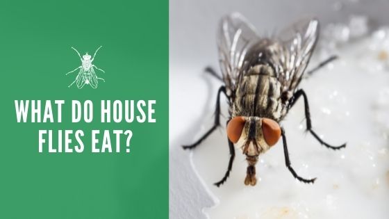 What do house flies eat