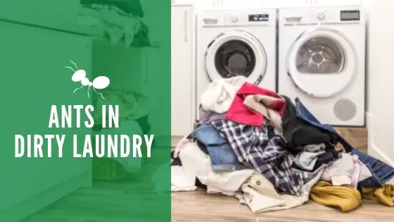 get rid of ants in dirty laundry