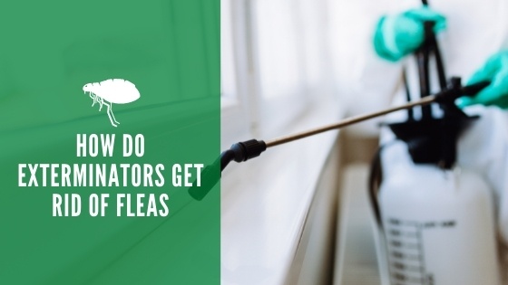 How do Exterminators Get Rid of Fleas