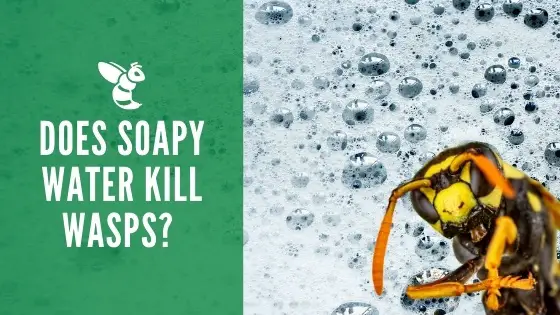 Does Soapy Water Kill Wasps