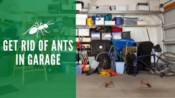 Get Rid of Ants in Garage