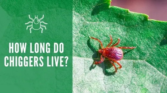 How Long Do Chiggers Live