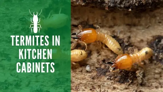 Termites In Kitchen Cabinets, Signs Of Termites In Kitchen Cabinets