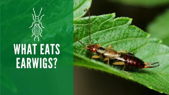What Eats Earwigs