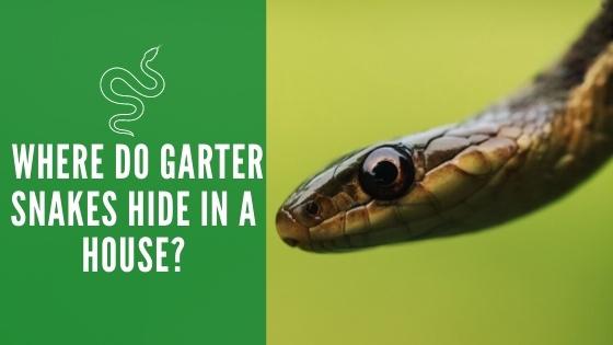 Where Do Garter Snakes Hide In A House What Attracts Them